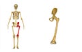 Femur_Left Royalty Free Stock Photo